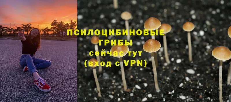 Псилоцибиновые грибы Psilocybine cubensis  Муравленко 